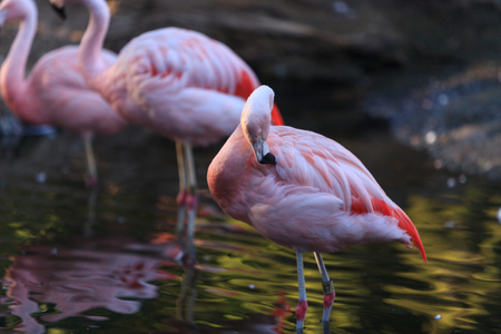The Chilean flamingo, Phoenicopterus chilensis, is a bright pinkの写真素材