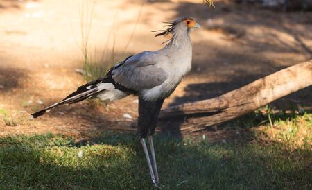 Secretary bird, Sagittarius serpentarius, is endemic to the African savannah.の写真素材