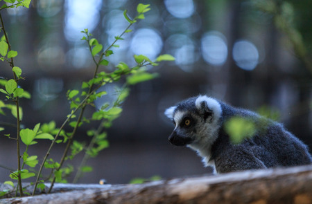 The Lemur, Lemuroidea, is endemic to in Madagascarの写真素材
