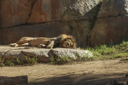 The lion, Panthera leo, is majestic to watch, even when only nappingの写真素材
