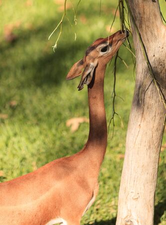 Grants gazelle, Nanger granti, is found in South Africaの写真素材
