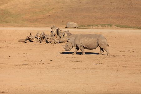White African rhinoceros, Ceratotherium simum, is found in Africa and is now endangeredの写真素材