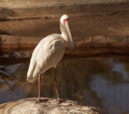 African spoonbill, Platalea alba, is a white bird with a red face found in Africa in rivers and streams.の写真素材
