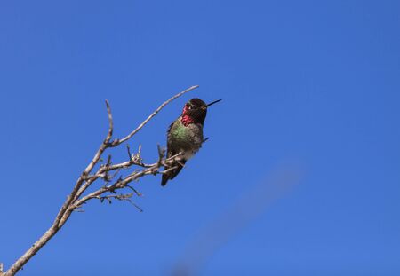 Male Annas Hummingbird, Calypte anna, is a green and red bird sitting in a tree at the San Joaquin wildlife sanctuary, Southern California, United States.の写真素材