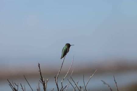 Male Annas Hummingbird, Calypte anna, is a green and red bird sitting in a tree at the San Joaquin wildlife sanctuary, Southern California, United States.の写真素材