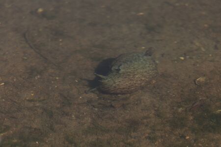 Green, brown and purple giant sea hare, Aplysia californica, also called a sea slug, forages for plant life to eat in a marsh in Huntington Beach, Californiaの写真素材