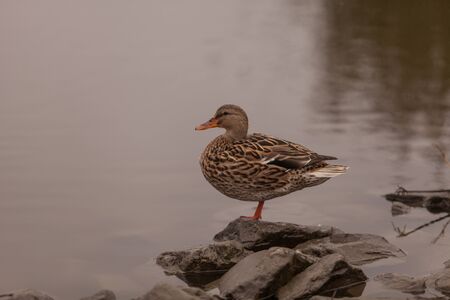 Wild Mallard duck bird, Anas platyrhynchos, at the edge of a pond in Southern California, United Statesの写真素材