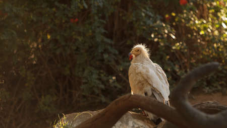 Egyptian vulture, Neophron percnopterus, is also known as the pharaohs chicken and the white scavenger vulture. This bird is a carnivore found in dry climates.の写真素材