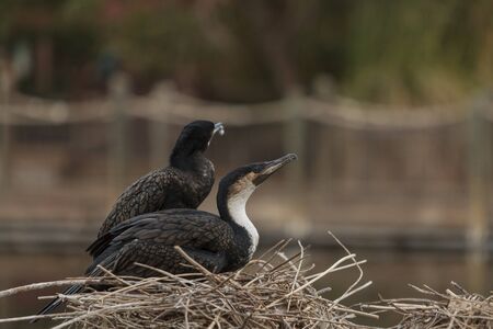 Double-crested Cormorant, Phalacrocorax auritus, is a black fishing bird found in lakes and rivers...