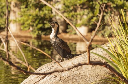 Double-crested Cormorant, Phalacrocorax auritus, is a black fishing bird found in lakes and rivers...