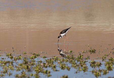 Black-necked stilt, Himantopus mexicanus, shore bird in spring, fishing in a marsh pond in Irvine, California, United States.の写真素材