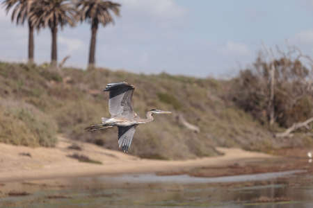 Great blue heron bird, Ardea herodias, in the wild, foraging in a lake in Huntington Beach, California, United Statesの写真素材