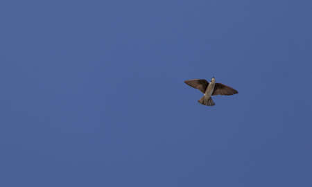 Blue Tree swallow bird, Tachycineta bicolor, flies over the San Joaquin wildlife sanctuary, Southern California, United Statesの写真素材