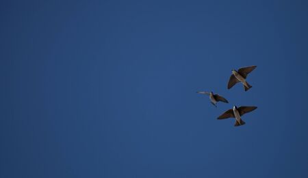 Blue Tree swallow bird, Tachycineta bicolor, flies over the San Joaquin wildlife sanctuary, Southern California, United Statesの写真素材