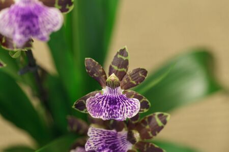 Purple and green orchid, Zygopetalum species, on a black bamboo mat backgroundの写真素材