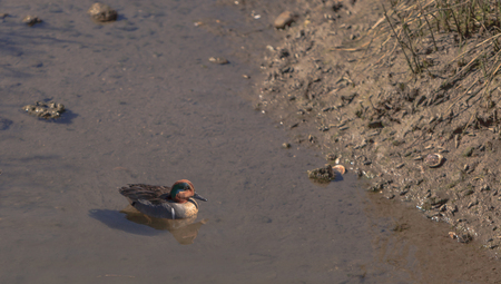 Green winged teal, Anas crecca, a waterfowl bird with a green stripe through its eye, swims in the marsh estuary of Upper Newport Bay in Newport Beach, California, United Statesの写真素材