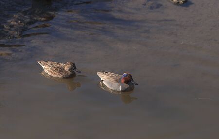 Green winged teal, Anas crecca, a waterfowl bird with a green stripe through its eye, swims in the marsh estuary of Upper Newport Bay in Newport Beach, California, United Statesの写真素材
