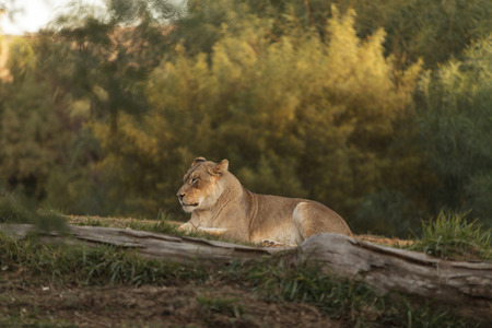 The lioness, Panthera leo, is majestic to watch, even when only napping on the African Serengetiの写真素材