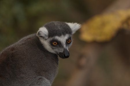 Lemur, Lemuroidea, is endemic to in Madagascar and can be found climbing in trees.の写真素材