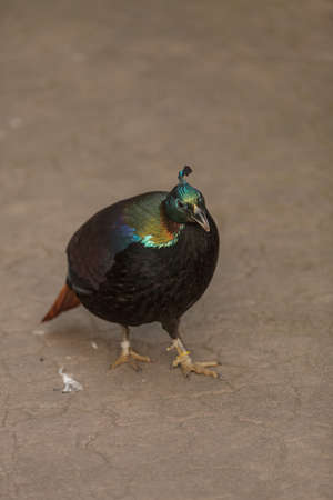 Himalayan Monal, Lophophorus impeyanus, is a colorful bird found in the Himalayas.の写真素材