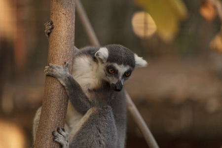 Lemur, Lemuroidea, is endemic to in Madagascar and can be found climbing in trees.の写真素材