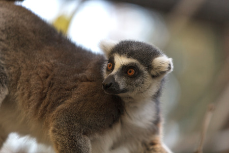 Lemur, Lemuroidea, is endemic to in Madagascar and can be found climbing in trees.