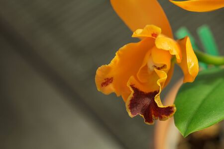 Cattleya orchid flower blooms in summer in Hawaii in a botanical gardenの写真素材