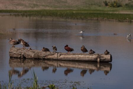 Cinnamon teal duck, Anas cyanoptera, at the San Joaquin bird wildlife reserve marsh in Irvine,...