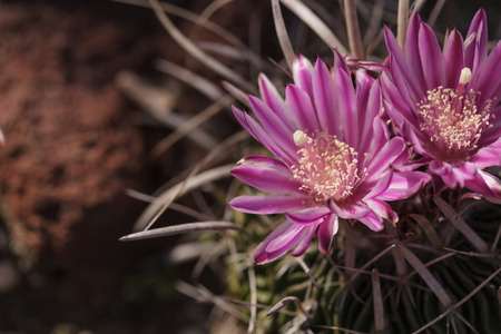 White, pink and yellow cactus flower, Stenocactus crispatus , Echinofossulocactus blooms in a desert garden in Mexicoの写真素材