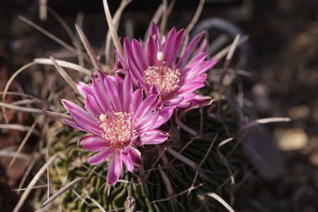 White, pink and yellow cactus flower, Stenocactus crispatus , Echinofossulocactus blooms in a desert garden in Mexicoの写真素材