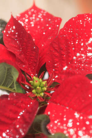 Red poinsettia holiday flower pot with silver sparkles sprinkled over the leaves and petals.の写真素材