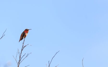 Rufous hummingbird, Selasphorus rufus, displays orange, copper and green colors. This feisty bird is one of the larger hummingbirds.の写真素材