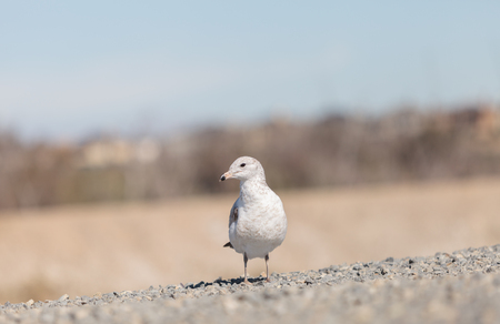 California Gull (Larus californicus) walks across sand at the Bolsa Chica wildlife preserve in Huntington Beach, Southern California, United Statesの写真素材