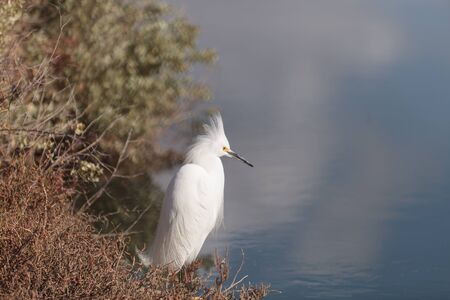 Snowy Egret, Egretta thula, bird forages in a marsh in Huntington Beach, Southern California, United Statesの写真素材