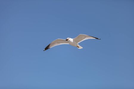 California Gull (Larus californicus) drops muscle shells at the Bolsa Chica wildlife preserve in Huntington Beach, Southern California, United Statesの写真素材