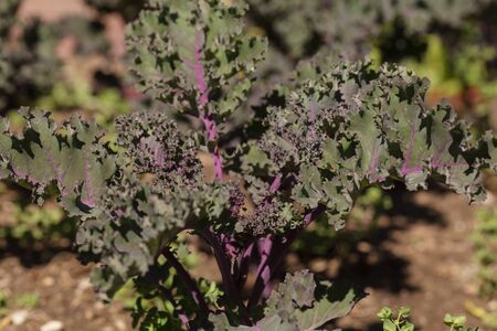 Scarlet Kale, Brassica oleracea, grows in an organic garden on a farm in Los Angeles, California,...