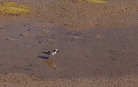 Snowy plover, Charadrius nivosus, forages for food in the marsh at the Bolsa Chica Wetlands in...