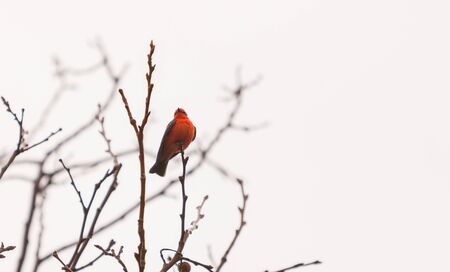 A male vermilion flycatcher bird, Pyrocephalus rubinus, perches in a tree at the San Joaquin marsh and wildlife sanctuary, Southern California, United Statesの写真素材