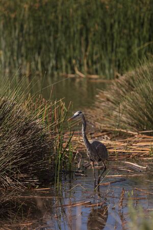 Great blue heron bird, Ardea herodias, in the wild, foraging in a lake in Huntington Beach, California, United Statesの写真素材