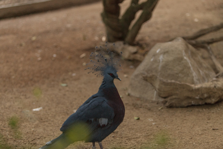 Victoria crowned pigeon, Goura victoria, is found in Northern New Guineaの写真素材