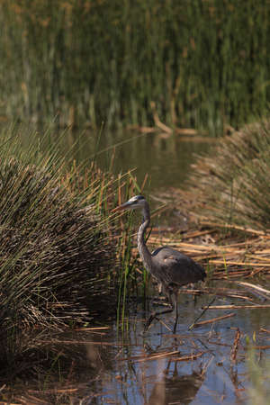 Great blue heron bird, Ardea herodias, in the wild, foraging in a lake in Huntington Beach, California, United Statesの写真素材