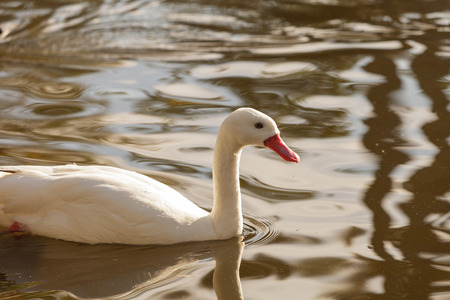 White snow goose, Chen, swims in a pondの写真素材