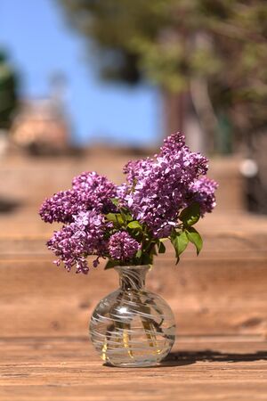 The common lilac plant, Syringa vulgaris, comes in the form of a shrub or a small tree.の写真素材