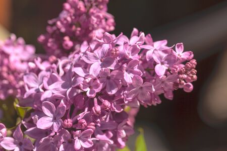 The common lilac plant, Syringa vulgaris, comes in the form of a shrub or a small tree.の写真素材