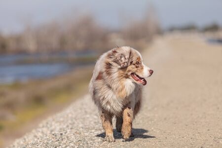 Australian Shepherd dog runs along a marsh on Cape Cod in Massachusetts in summerの写真素材