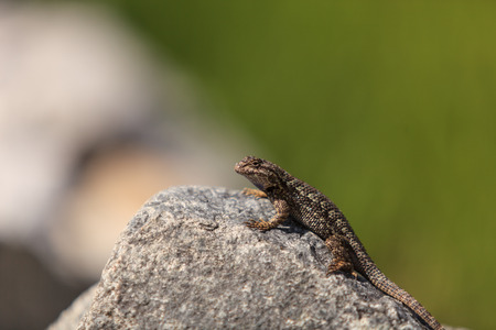 Brown common fence lizard, Sceloporus occidentalis, perches on a rock with a green background in Southern California.の写真素材