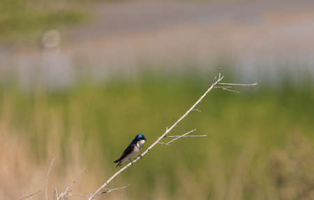 Blue Tree swallow bird, Tachycineta bicolor, sits on a nesting box in San Joaquin wildlife sanctuary, Southern California, United Statesの写真素材