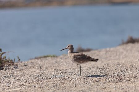 Long billed Dowitcher shorebird called Limnodromus scolopaceus foraging along the shoreline of a Southern California marshの写真素材