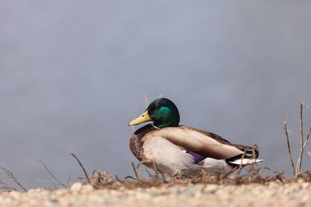 Wild Mallard duck bird, Anas platyrhynchos, at the edge of a pond in Southern California, United Statesの写真素材