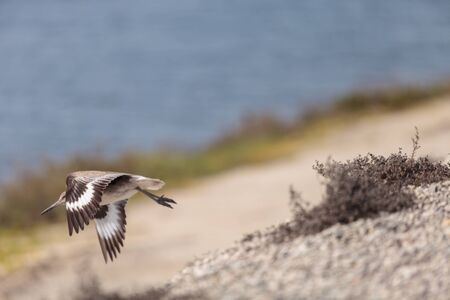 Long billed Dowitcher shorebird called Limnodromus scolopaceus foraging along the shoreline of a Southern California marshの写真素材